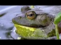Download Lagu De gigantische stierkikker schreeuwt een luide kras in de leliebladeren