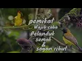 Download Lagu sogok ontong ribut kombinasi pelanduk semak nyecret