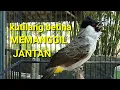 Download Lagu suara burung kutilang betina memanggil jantan, Ampuh buat pancingaj kutilang