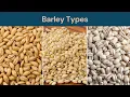 Barley Types Hulless Barley Hulled Barley and Pearl Barley