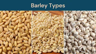 Barley Types Hulless Barley Hulled Barley and Pearl Barley