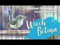 Download Lagu WICEH BETINA | KOLIBRI KELAPA BETINA | KOLIBRI MANGGAR BETINA