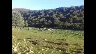 مزمار ليبي الجزاء الثاني  مزمار ليبي الجزاء الثاني
