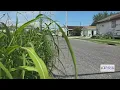 Neglected overgrown properties in New Orleans raising public safety concerns