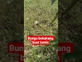 Download Lagu bekakangbloemen voor roerbakgerechten