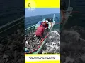 Download Lagu Para Nelayan Berhasil Menjaring Begitu Banyak Ikan Di Laut #shorts #short #shortvideo #viral #fish