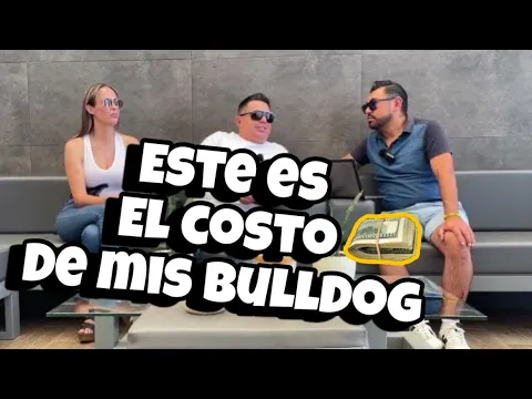 Download MP3 COSTO DE MIS BULLDOG INGLES