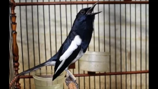 suara burung kacer gacor kicauan terbaik