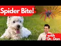 Spider Bites Dr Dan explains if your dog gets bit by a spider