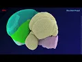 An extended and improved CCFv3 annotation and Nissl atlas of the entire mouse brain