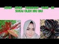 Download Lagu JENIS JENIS TANAMAN YANG DI SUKAI OLEH IBU IBU