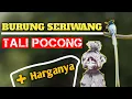 Download Lagu MENGENAL BURUNG TALI POCONG ATAU  BURUNG SERIWANG | FAKTA FAKTA BURUNG SERIWANG