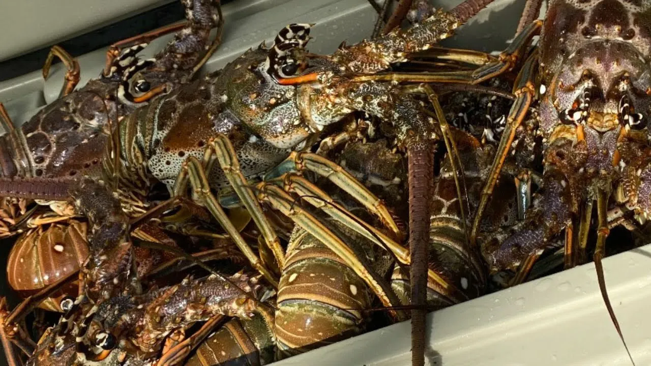 Key West Lobstering and Freediving