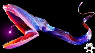 Download Top 10 Most Bizarre Deep Sea Creatures Ever Discovered MP3