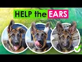 German Shepherd Ear Taping with no glue Easy Non Invasive Ear Taping for Puppy s Ears Standing UP