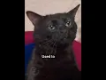 Lagu Used to #georgieebom #cat #funny #fyp #meme