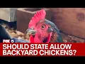 Wisconsin bill would allow backyard chickens in every municipality FOX6 News Milwaukee