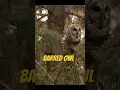 Download Lagu Panggilan Burung Hantu Terlarang 🔊 Suara Jernih dari Dekat Suara Suar #WhoCooksForYou Kawin Pacaran Suara Suar Panggilan Burung Hantu📢🦉