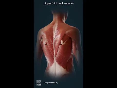 Muscles of the back