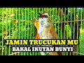 Suara Burung Trucukan Gacor Panggil lawan Pancingan trucuk betina memanggil jantan agar bunyi
