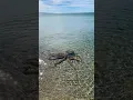 Download Lagu Octopusaanval Originele beelden - Lance Karlson