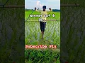 Download Lagu धान मे खरपतवार निकालने का देशी जुगाङ | #shortvideo #indian_krishi #viral #kisan #dhan