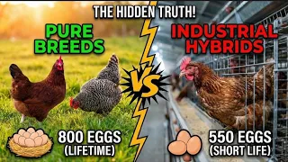 the hybrid lie 1000 reasons to choose heritage breeds