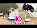 Download Lagu Watch These Husky and Cats Solve a Tricky Game! New IQ Test