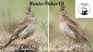 صوت المطوق الزرعي للصيد صوت كامل دمج أفضل أصوات الصيد Best Sounds Mix To Hunt Skylark Hunting 