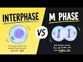 INTERPHASE AND M PHASE DIFFERENCE