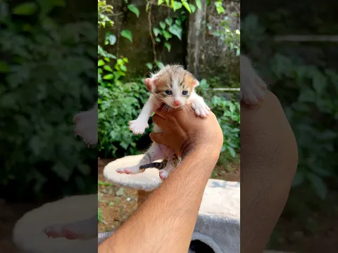 Kitten meowing 😱 | Cat sound | Cat voice | Cat videos | Cat | Persian cat sound | Cats | kittens