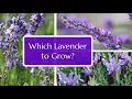 Best Lavender for Your Garden