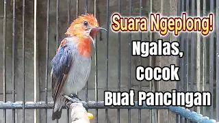 Download Suara Burung Cit Keras Kemade habis kramas Tetap Gacor Garing MP3