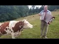 Download Lagu Koe verliefd op de accordeon (Originele audio)