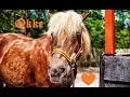 Download Lagu Okke # 157 ♥ Ponyparkcity - voskleurige Shetland pony !!