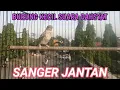 Download Lagu Suara Burung SANGER Jantan Gacor