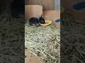 Download Lagu lyla's babies  - memory #animalcare #animals #pets #rabbits #youtubeshorts #videos #babyrabbits