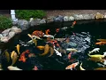 Download Lagu Nippon koi garden- www.koikenner.nl/blog