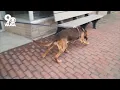 Here s the new method bloodhounds are using to find missing people