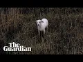 Download Lagu Dog saved from rising tide after being lured by sausage dangling from drone