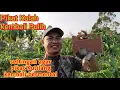 Lagu SETTINGAN PIKAT KUTILANG Agar GACOR dan Bermental Petarung