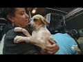 Rescue Dogs Arrive In Pittsburgh