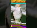 Download Lagu masteran SIKATAN LONDO UNTUK PANCINGAN MURAI