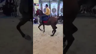رقص خيل علي مهرجان أنتي معلمه 
