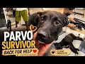 Parvo Survivor Puppy Returns for Mangoworm Treatment Vet Care Client Education