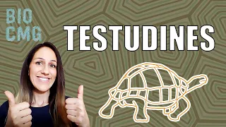 Testudines (Chelonia) - Classificação e Biologia dos jabutis, cágados e tartarugas
