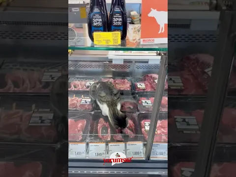 Bursa'da bir Migros mağazasının kasap reyonuna giren bir kedi etleri böyle yedi!