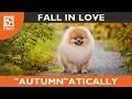 Find Your Perfect Pup kin At Petland