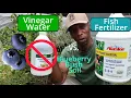 Vinegar vs Fish Fertilizer to lower soil pH for blueberry
