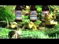 Budweiser Frogs - The Mirror